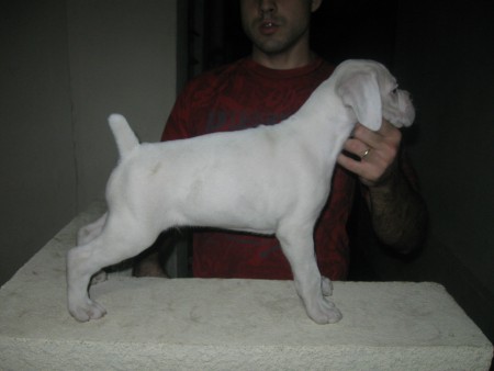 Spike - Itaúna - MG